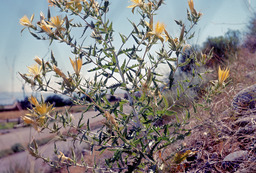 Smoothstem Blazingstar (Mentzelia laevicaulis - Loasaceae)
