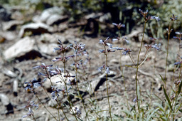 Slender penstemon (Penstemon gracilentus - Scrophulariaceae)