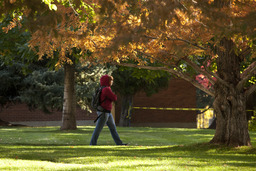 Fall leaves, 2010