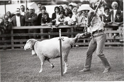 Sheep hooking at a competitive Basque event