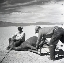 Two men tying up horse on ground