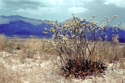 Eriogonum elatum - Polygonaceae