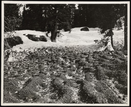 Ripple marks on gravel covered snow, copy 5
