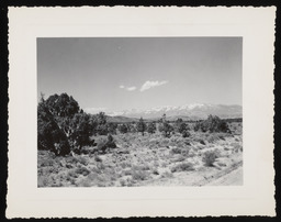 Scenic view of the Sierra Nevada and desert plant life
