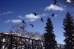 Winter on campus, geese flying over Manzanita Lake, 2000