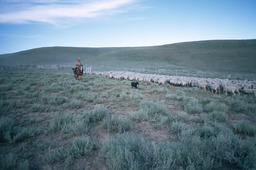 Herder and sheepdog moving sheep