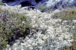 Mountain Whitethorn or Snowbrush (Ceanothus cordulatus - Rhamnaceae)