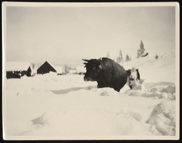 Cattle walking in deep snow
