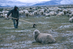 Herder picking up dead animal with sheep hook