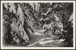 Sierra Snow