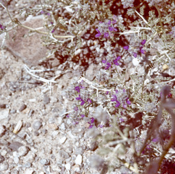 Nevada Indigo Bush (Psorothamnus polydenius - Fabaceae)