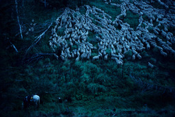 Horse, Dogs, and Sheep in Tall Grass