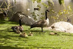 Manzanita Lake, family of geese, 2011