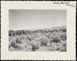 Ruby Range with sagebrush in foreground, copy 1