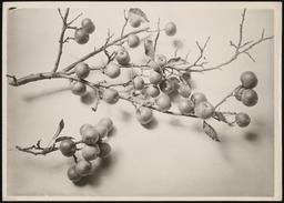 Spray of apples from Dr. Church's orchard, copy 2