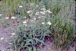 Common Yarrow or Milfoil (Achillea millefolium - Asteraceae)
