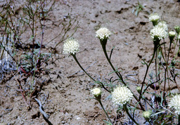 Steve's Dustymaiden (Chaenactis stevioides - Asteraceae)