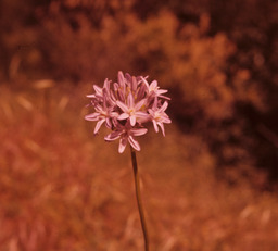 Common Saitas or Brodiaea (Dichelostemma capitatum - Liliaceae)
