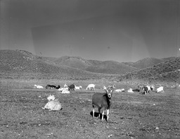 Washoe Valley goats