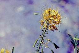 Yellow Cleome (Cleome lutea - Capparidacea)