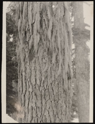 Lichen on tree trunk, copy 2