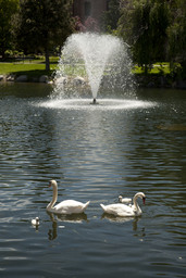 Manzanita Lake, swans, 2010