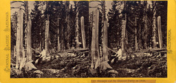 Stumps cut by Donner Party