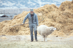 Sheepherder with hooked ewe
