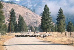 Herders moving sheep and camp