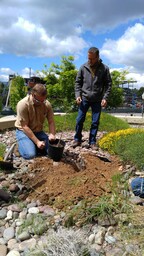 Cutting away pot from Tree of Gernika