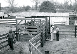 Two men and cattle in corral