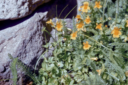 Common large monkeyflower (Mimulus guttatus - Scrophulariaceae)