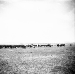 Cattle roundup