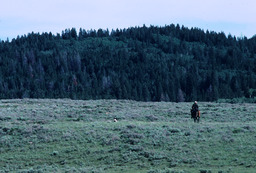 Man on Horse on a Field