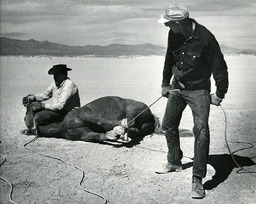 Two men roping a wild horse