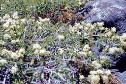 Sticky laurel or Mountain lilac or Tobacco brush (Ceanothus velutinus - Rhamnaceae)