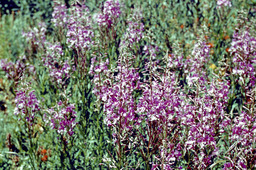 Fireweed (Epilobium angustifolium - Onagraceae)