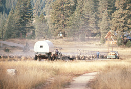 Herders moving the sheep and camp wagon
