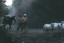 Herders with horse trailing sheep