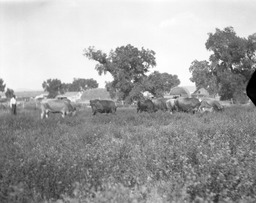 Grazing cattle