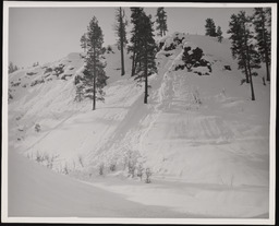 Avalanche east of Truckee Agricultural Inspection Station 