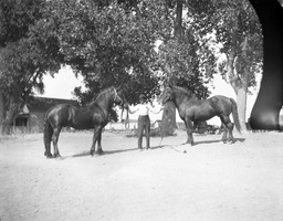Man standing with two horses