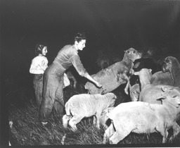 Feeding sheep at night