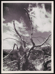 Gnarled branches and cloudy sky near Franktown, copy 1