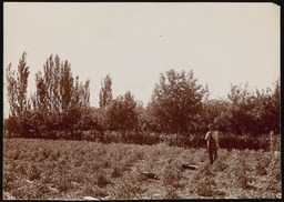 Man in field with orchard heaters, copy 1