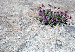 Mountain pride (Penstemon newberryi - Scrophulariaceae)