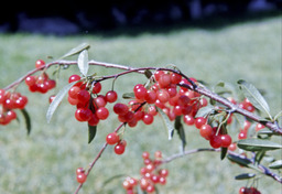 Bitter Cherry (Prunus emarginata - Rosaceae)