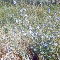 Chicory (Cichorium intybus - Asteraceae)