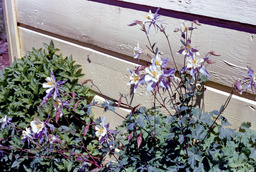Colorado Blue Columbine (Aquilegia coerulea - Ranunculaceae)
