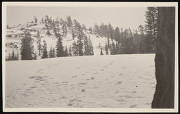 Tracks in snow field